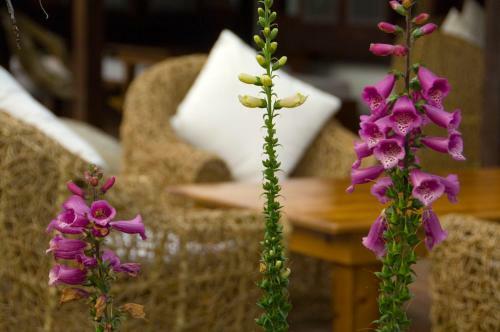 Bed & Breakfast Flower Free
