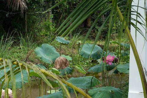 Bed & Breakfast Coco Land Homestay