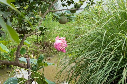Bed & Breakfast Coco Land Homestay