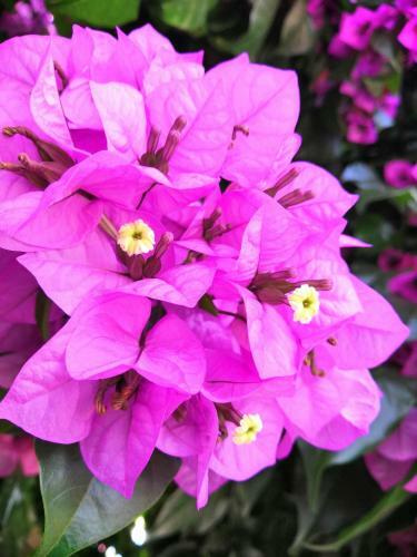 Hostal Guesthouse Bougainvillea