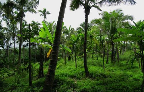 Cottage Stay - Bakula Homestay