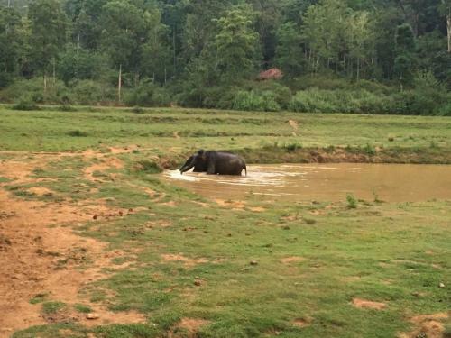 Hotel Jungle Retreat Wayanad