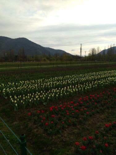 Hotel City Of Kashmir