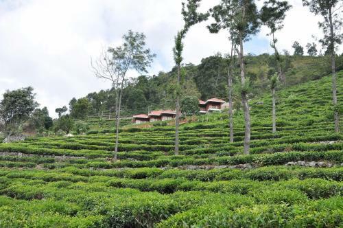 Hotel Hanging Huts Resorts