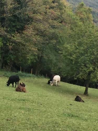 Lodge Calvenere