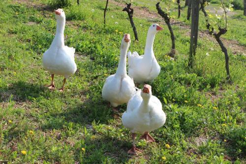 Agroturismo Ca' Mariuccia