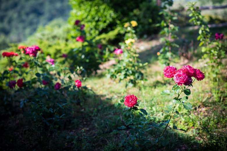 Agroturismo Poggio A Poppi