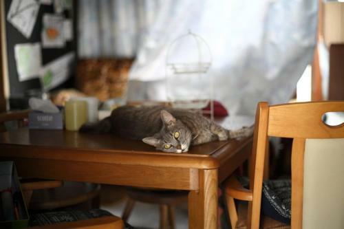 Hostal Nekonoomoi