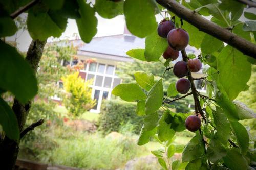 Bed & Breakfast Villa Het Bascour