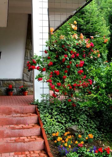 Hostal Willa Hamernik