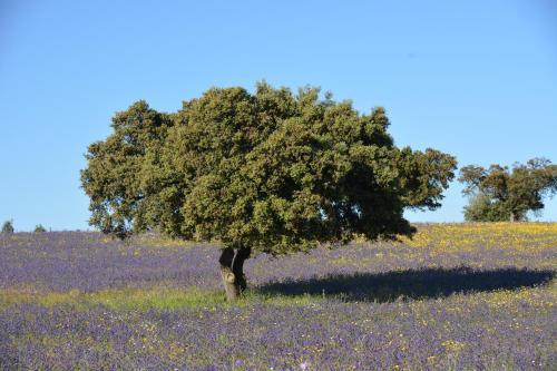 Bed & Breakfast Casa Azimute