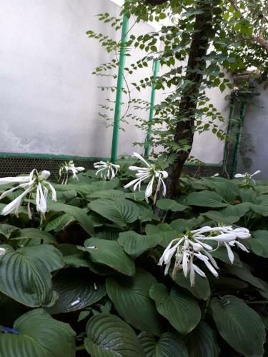 Hostal Dejavu Guest House