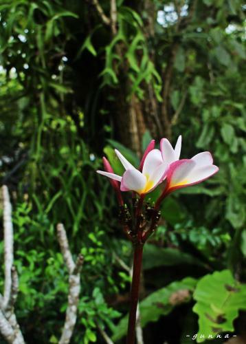 Silptam Homestay
