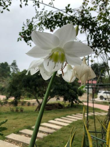 Villa Rose Garden