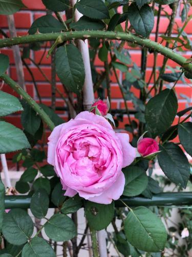 Villa Rose Garden
