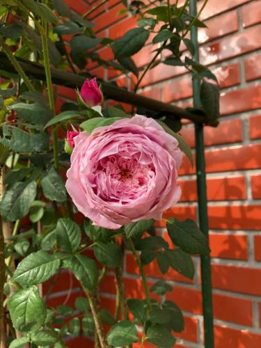 Villa Rose Garden