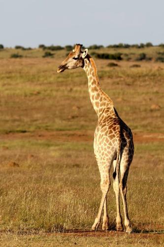 Letsatsi Game Lodge