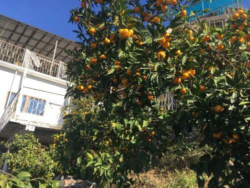 Apartamento Villa Mimosa V Sukhume