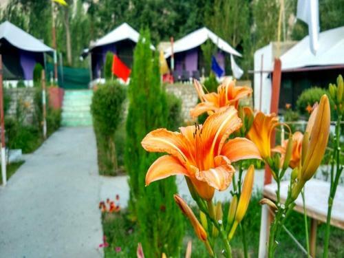 Tih Valley Of Flowers Camp