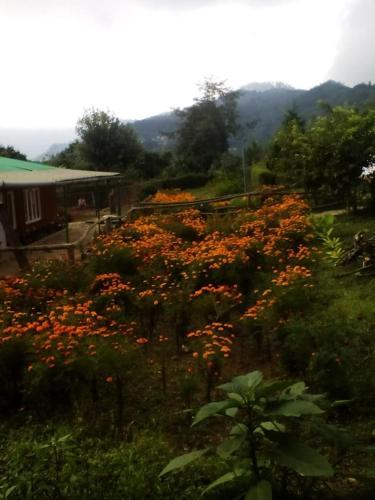Vamoosetrail Mirik