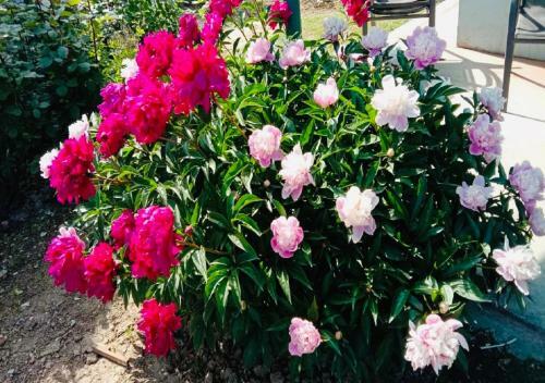 Bed & Breakfast Sukhniketan Cottage Srinagar