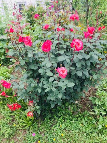 Bed & Breakfast Sukhniketan Cottage Srinagar