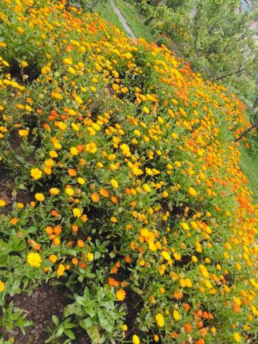 Bed & Breakfast Sukhniketan Cottage Srinagar