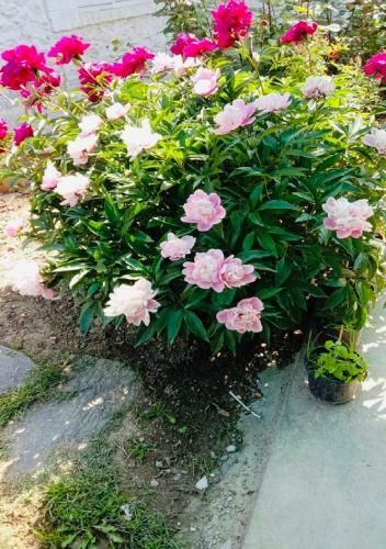 Bed & Breakfast Sukhniketan Cottage Srinagar