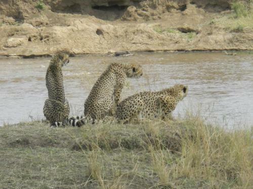 Lodge Mara River Camp