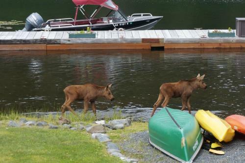 Bear Lake Lodgings B&B