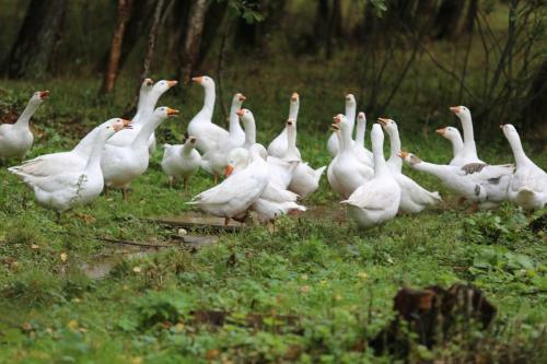 Agroturismo Kfh Olgino