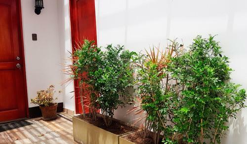 Estudio En Miraflores