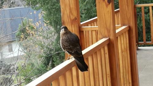 Posada Hoster�a B�renhaus