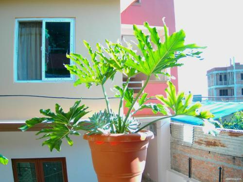 Everest Home Stay Apartment