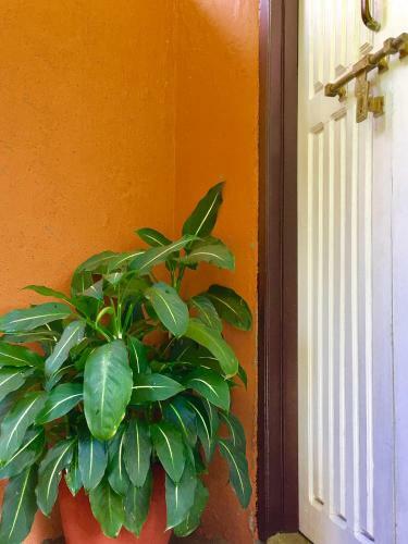 Hotel Hidden Paradise Guest House