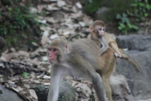 Bickey's Homestay