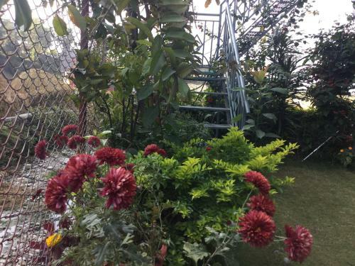 Bed & Breakfast Bishnu Homestay