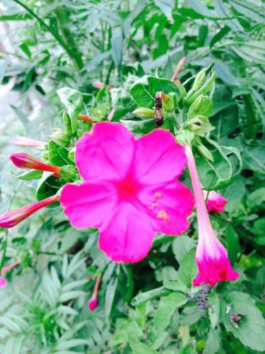Bed & Breakfast Bishnu Homestay