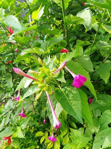 Bed & Breakfast Bishnu Homestay
