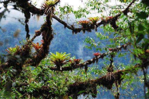 Bellavista Cloud Forest Lodge