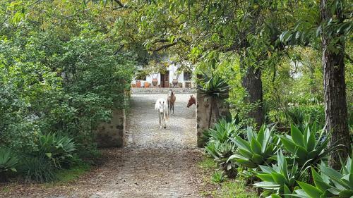 Posada Hacienda Guachal�