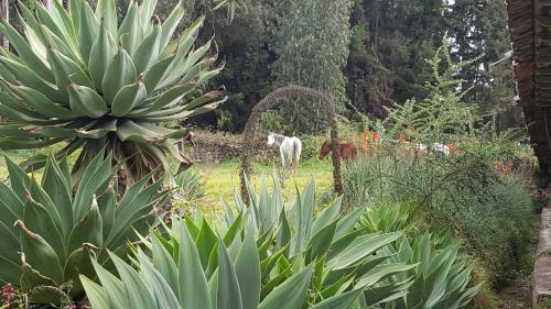 Posada Hacienda Guachal�