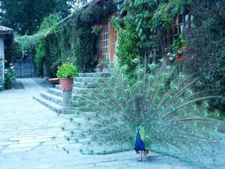 Hotel Hacienda La Carriona