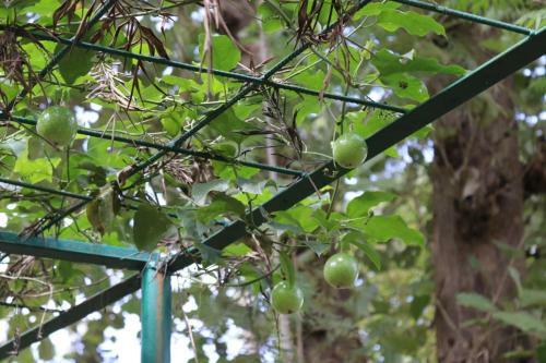 Hotel Coorg Nest Cottages