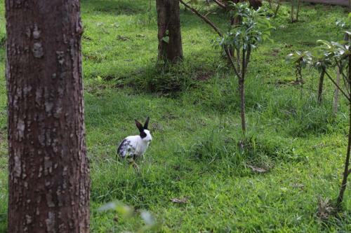 Hotel Coorg Nest Cottages