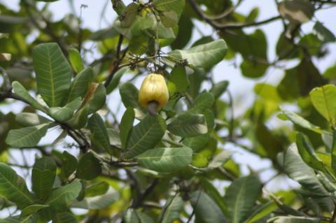 Shilaj