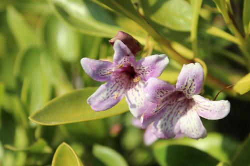 Minshuku Tairyoumaru