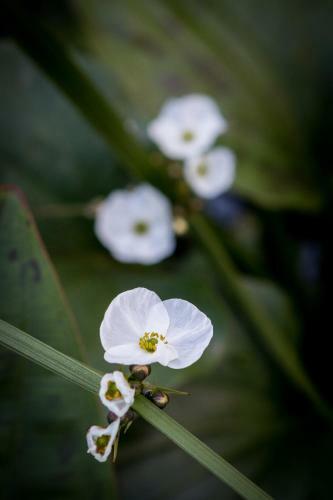 Hotel The Grand Luang Prabang