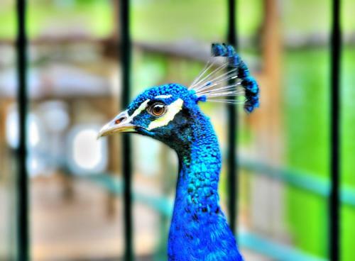Hotel Eden Nature Park And Resort