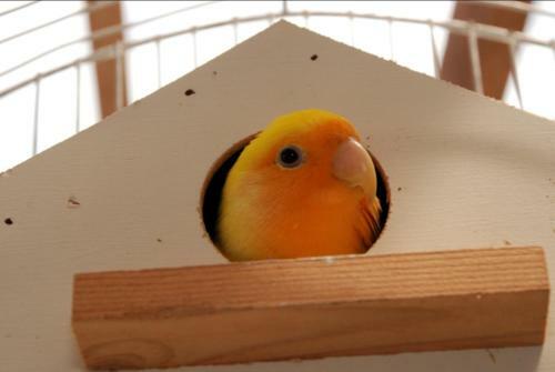 Joaquin's Bed And Breakfast